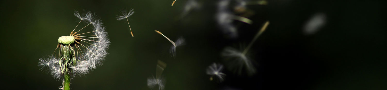 An image of a flower.