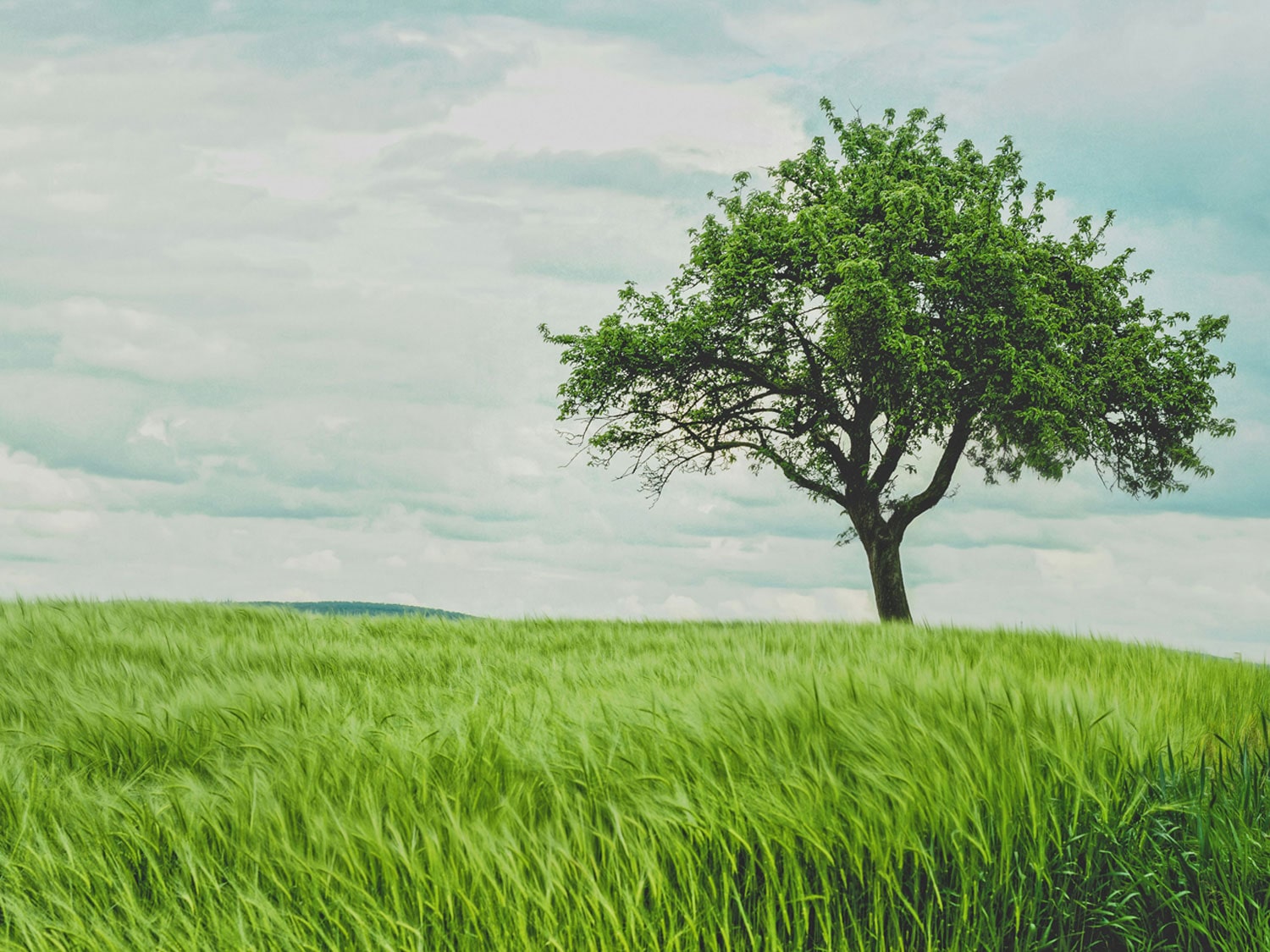 An image of a tree on a field.