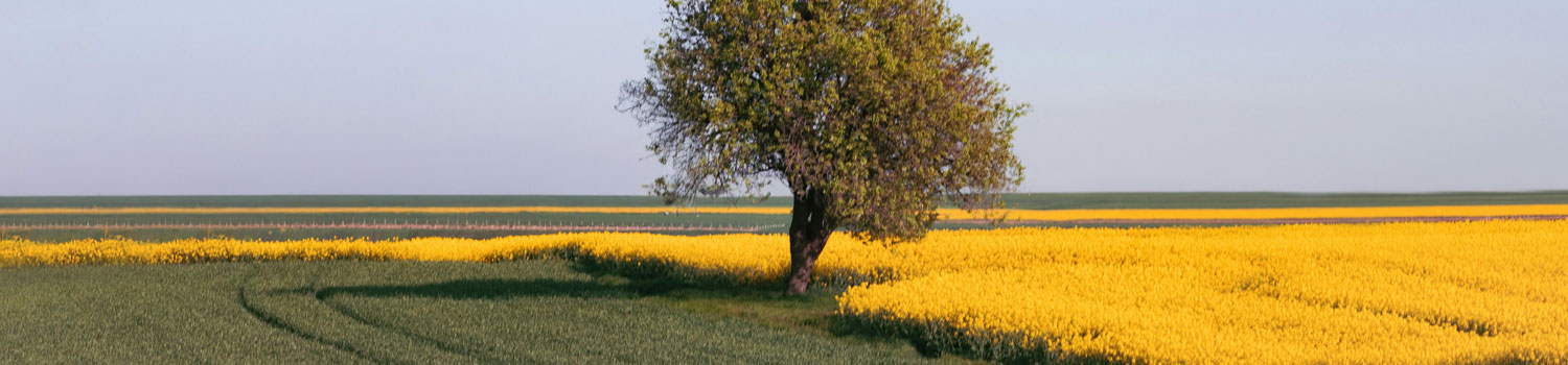 An image of a tree in a field.