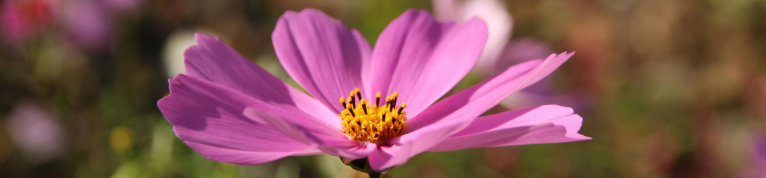 An image of a flower.